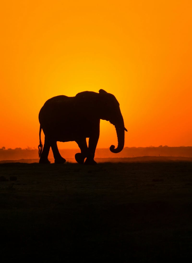 An elephant walking in the sunset