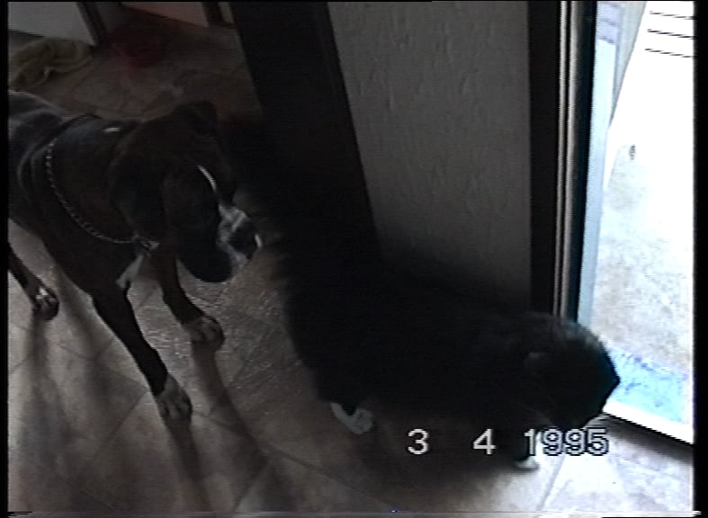 A cat and a dog - there are visible borders on the left and right of the footage, fuzzy lines on the bottom and a slight black line on the top